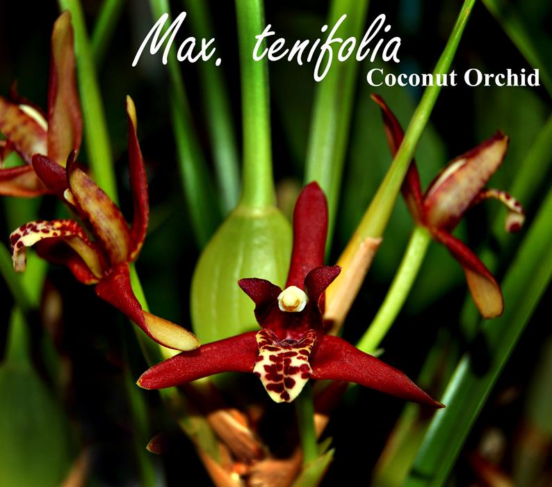 Max. tenifolia - lg 2" pot